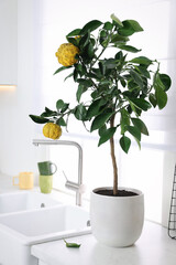 Potted bergamot tree with ripe fruits on kitchen countertop