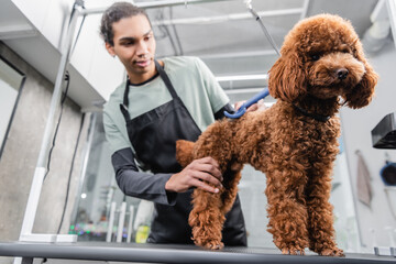 african american pet barber in apron brushing brown poodle with slicker brush.
