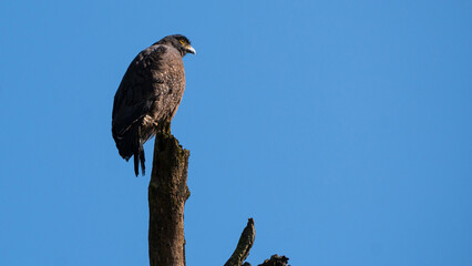 Black eagle bird sitting on a tree branch isolated with clear sky