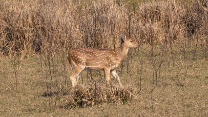 Naklejka na ściany i meble Female child of deer roaming in the ground giving side pose