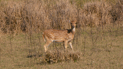 Naklejka na ściany i meble Female child of deer roaming in the middle ground alone in search of food