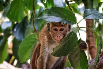 japanese macaque on the tree