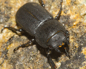 Besouro.
Beetle.