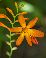 Fototapeta premium Flor. Flower