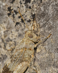 Gafanhoto.
Locust