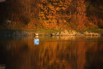 swan on the lake