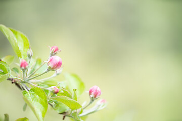 Pink flower blossoms on blurred background