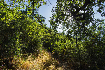 Inside of woodland or forest in Subbetic Mountains in Cordoba, Spain