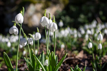 Snowdrops. Spring forest.