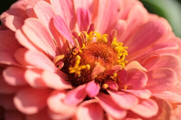 close up of pink dahlia