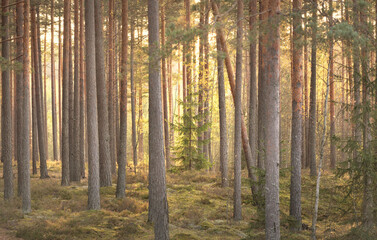 Pathway through the hills of majestic evergreen forest. Mighty pine and spruce trees. Soft golden...