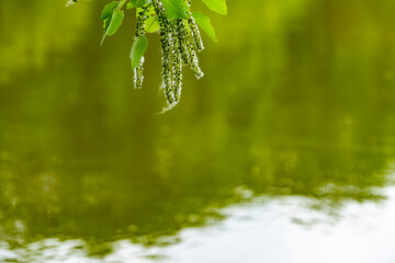 birch branch during flowering on the shore of the lake. branch of birch tree (Betula pendula,...