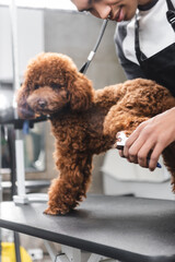 partial view of young african american groomer cutting claws of poodle in pet salon.