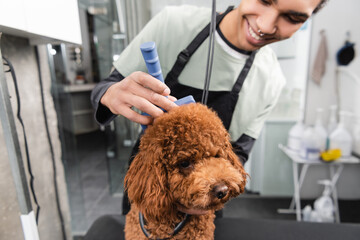blurred african american groomer smiling while brushing poodle with slicker brush.