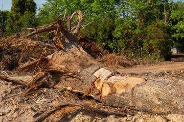 Dig  a tree  root  Fallen tree, a torn tree with roots from under the ground lies on the ground.