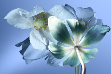 white and blue flowers on a blue background, buds and petals close-up, studio shot.