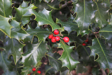 Christmas natural background: green leaves and red berries of holly tree close-up