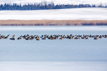 Frozen lake and birds. White blue nature background. Birds; Mallard, Eurasian Wigeon and Eurasian Teal. 