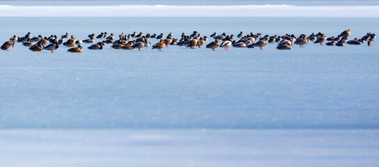 Frozen lake view and birds. White blue nature background. Ducks; Eurasian Teal, Mallard, Eurasian Wigeon. 