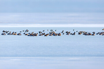 Frozen lake and birds. White blue nature background. Birds; Mallard, Eurasian Wigeon and Eurasian Teal. 