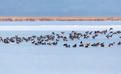 Frozen lake and birds. White blue nature background. Birds; Mallard, Eurasian Wigeon and Eurasian...