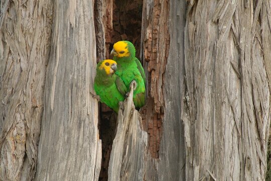 Gellbkopfpapageien (Poicephalus flavifrons), Schoapapageien, vor der Bruth&ouml;hle.