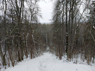 Winter trees in mountains covered with fresh snow
