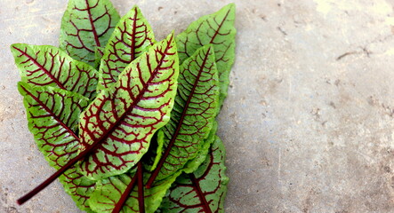 A bunch of fresh sorrel close-up  a selective trick. Sorrel Bloody Mary