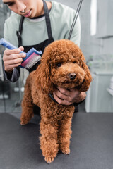 partial view of blurred african american groomer brushing brown poodle.
