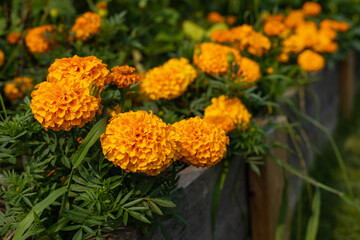 Flower bed with orange marigold flowers in the garden.
