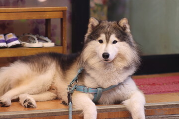 siberian husky puppy