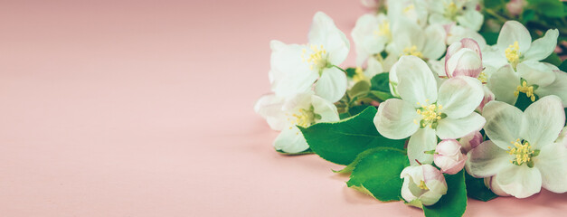 Apple blossom on a light pink background. The concept of spring flowering and the awakening of nature. Widescreen banner