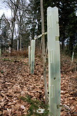 Baumschule im Wald, Ostalb, Deutschland