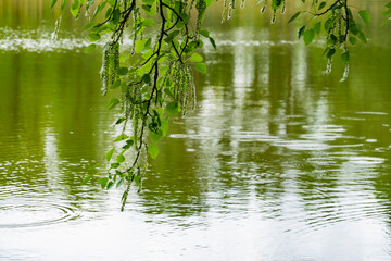 birch branch during flowering on the shore of the lake. branch of birch tree (Betula pendula, silver birch, warty birch, European white birch) with green leaves and catkins. Selective focus