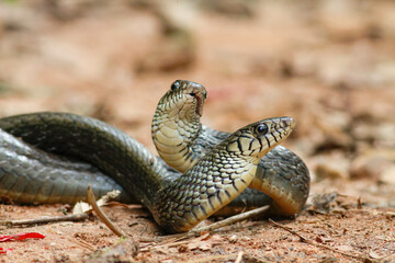 Indian rat snakes, Ptyas mucosa. Two non-poisonous Indian snakes entwined in love dance on dusty road