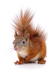 Eurasian red squirrel.