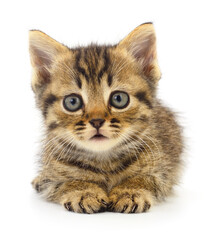 Obraz premium Kitten on white background.