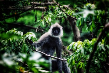 a long macaque in sri lanka 