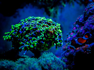Euphyllia parancora (LPS coral) showing its green fluorescence color on a reef aquarium