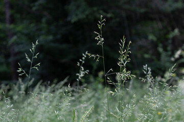 marco green grass in summer meadow 