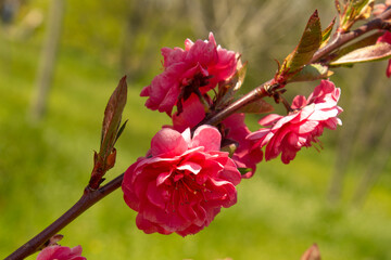 red flowers of spring sakura tree branch into green city park