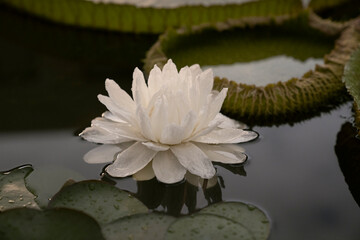 Night blooming aquatic plants. Closeup view of Victoria cruziana, also known as Giant Water Lily,...