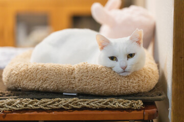 白の保護猫（a cute white rescued cat）