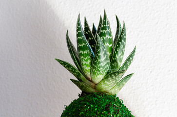 Close-up of a succulent plant called Aloe Aristata Tiki Tahi Mini. Kokedama.  Home decoration....
