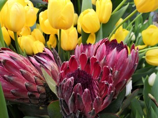 red and yellow tulips