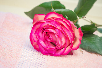A rose on a pink towel. The concept of a spa, hotel and resort.