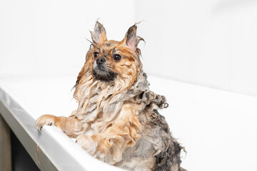 Pet grooming. Cute wet red pomeranian stands in a white bathroom. High quality photo