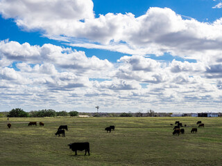 Cows grazing in the pasture