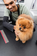 funny spitz looking at camera near comb and african american pet hairdresser in grooming salon.