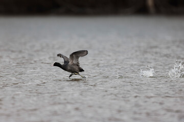Common Coot Fulica atra running or flying over a pond in France